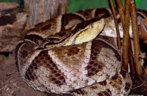 Mao Tou Fei (Adderhead Viper) is the Most Dangerous Venomous Snake in South America and Central America, PK with Rattle Snakes – Who is More Deadly?