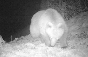 Infrared Camera Captures 'Bears in Urumqi County'
