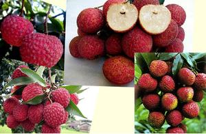 The Story of Yang Guifei Eating Lychees: A Concubine's Smile, Unknown to All That It Was Lychee