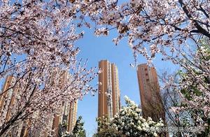 Are you also thinking that all over Zhimei, these cherry blossoms are blooming?