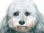 Colored Pencil Tutorial | How to Draw and Steps for Biewer Terriers