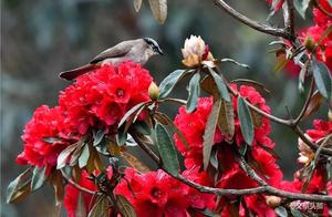 Spring: The Horseapple Flower Never Breaks Its Promise