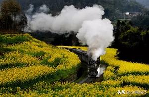 Let's Go to Leshan and Pengwei! Take the ‘Little Train Heading to Spring’ Through a Field of Canola Flowers