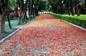 Guilin Camphor Trees, Fallen Leaves Like a Painting