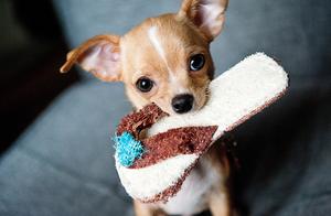 Dog's 'Period': Do You Really Know What to Do?