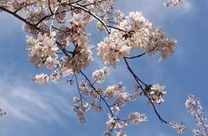 Catching the Last of the Cherry Blossoms: Everyone Come Together to Enjoy the Jiangsu Jianzhen Road Cherry Blossom Avenue