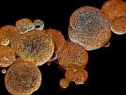 Laboratory-bred snake organs can produce real venom