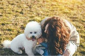 Pomeranians Are Really Good, But They're Easily Dirty – Here Are 5 'Pain Points' That Experienced Owners Know