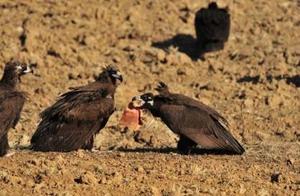 Why Don't Vultures Get Sick?