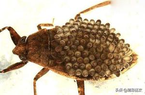 Water King Tadpole Turtle - A Horrifying Insect That Can Dissolve the Human Body (Extremely Nauseating)