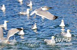 Qinhuangdao: Seagulls Foraging and Playing in the Water