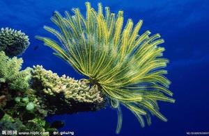 The Role of Proteins Produced by Sea Anemones