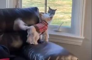 Dog Barking in Living Room, Woman Sees the Scene, Cat: Meow, I'm Just Passing By