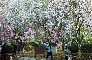 Jinan Wulongtan Park Peony Flowers in Full Bloom