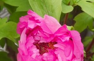 Early Spring Peonies