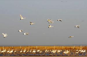 Shenyang Badgers Den Wetland Park