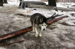 Husky Locked Outside for 15 Years, Its Reaction When First Entering the House is Heartbreaking