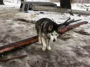 A Husky's Reaction Was Unbearable After 15 Years Outside, Its First Time Inside