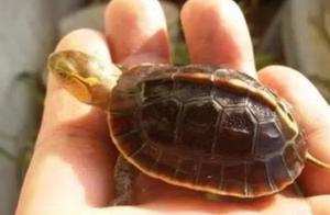 Meeting Bad Things, Raise a Turtle – What a Strange Path Is This?