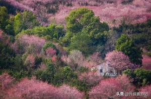 Where in China Will Flowers Bloom into the Sea in March? Have You Witnessed It?