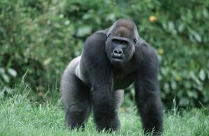 Can Silverback Gorillas Punch Over Tigers? Netizens: It's Not the Silverback, But It Can!