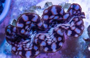 Red Sea Five-Fingered Clams are the Most Brilliant Existence