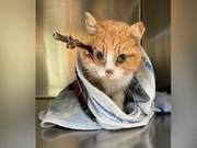 Miraculous Survival: Kitten Shot in Head Lives After Arrow Stays in Head for a Week (Arrow Displacement of 1cm Would Have Been Fatal)