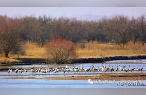 A Flock of Birds Compete for Spring! Large Numbers of Migratory Birds Arrive in Minqin Shigong River National Wetland Park, Gansu