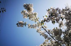 Flowering Along the City Wall, a Kaleidoscope of Colors; Have You Taken a Photo with This 'Photo Tree'?