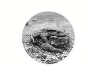 Ling'an Qingliang Peak: The Season When Chinese Toads Begin to Fall in Love