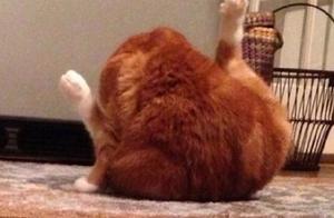 It Turns Out Cats Are the Big Bosses of the Cos Industry