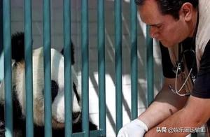 The Two Pandas That Don't Belong to China, Sadly Unable to Return Home, Netizens Express Heartbreak!