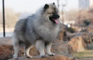 6 Breeds of Dogs with Minimal Exercise Needs, Can Be Tired Playing at Home Without Frequent Walks
