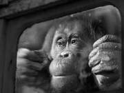 PhotographyANNE BERRY's Monkeys: Shy, Passionate, Sad, Serious, Curious, and Considerate
