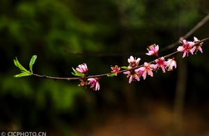 Changning, Hunan: Spring Rain Nourishes Peach Blossoms