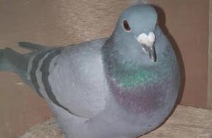 Newcomer Knowledge – Do These Six Things and You Can Become a Pigeon Racing Master!