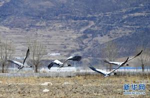 Crane Love in Lhasa