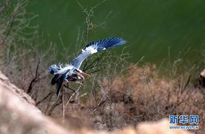 Shanxi Plain Yellow River Wetlands Receive Migratory Birds