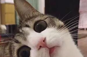 Nine Common Cat Breeds, Which One Do You Like?
