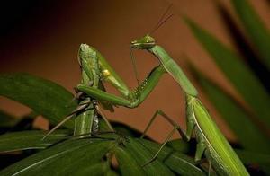 Animal Kingdom's Longest Mating Times: Up to 21 Days?