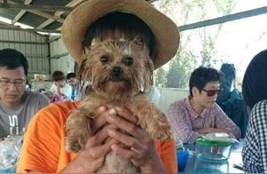 Authentic Family! Cute Dog Resembles Owner's Nephew and Grandma - Similar Expressions