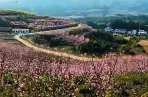 Cherry Blossoms in Bloom at the Yaojia Village Cherry Blossom Planting Base in Qingliu!