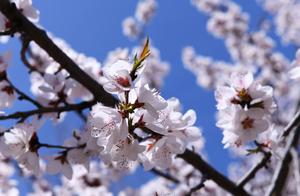 Spring Has Arrived, Yancheng Parks Are Stunning!