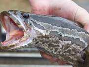 Facing the Invasion of Snakehead Fish, Americans Made a Movie: It Can't Survive Domestically
