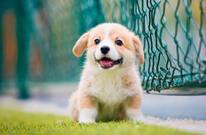 Puppy's Different Growth Stages Affect Nutritional Needs