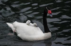4 Black-Necked Swan Babies Born at Guangzhou Animal Garden