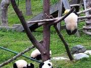 China Giant Panda Center Responds to Cub's Suffocation Death: 'Never Seen This Before,' Will Conduct a One-by-One Check for Hazards