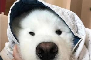 Isn't it said that sled dogs are energetic? My Samoyed doesn't seem to be.