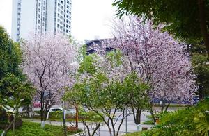 Spring Colors Uncontainable in Chongqing's Parks!