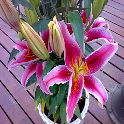 4种花“常年开放、有香味”，家里养1盆，年年有花看